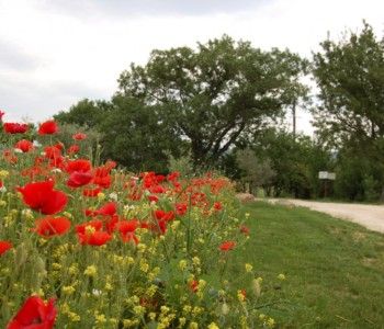 Le Laurier and Le Mûrier Holiday Homes - Outdoor